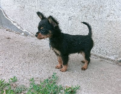 Les chiots de Russkiy Toy (Petit Chien Russe)