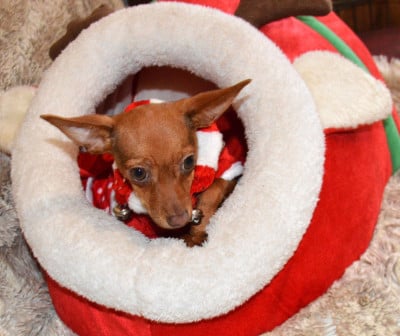 Les chiots de Russkiy Toy (Petit Chien Russe)