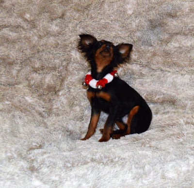 Les chiots de Russkiy Toy (Petit Chien Russe)