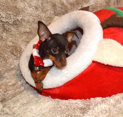 Les chiots de Russkiy Toy (Petit Chien Russe)