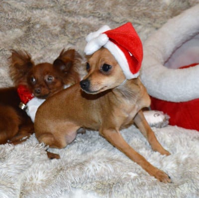 Les chiots de Russkiy Toy (Petit Chien Russe)