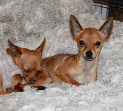Les chiots de Russkiy Toy (Petit Chien Russe)