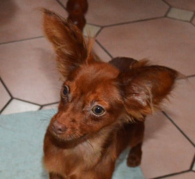 Les chiots de Russkiy Toy (Petit Chien Russe)