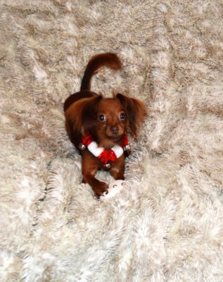 Russkiy Toy (Petit Chien Russe)