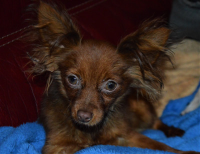 Les chiots de Russkiy Toy (Petit Chien Russe)