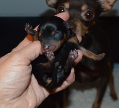 Les chiots de Russkiy Toy (Petit Chien Russe)