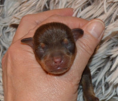 Les chiots de Russkiy Toy (Petit Chien Russe)