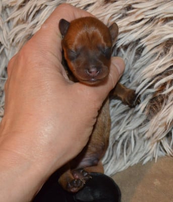 Les chiots de Russkiy Toy (Petit Chien Russe)