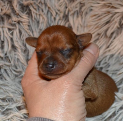 Les chiots de Russkiy Toy (Petit Chien Russe)