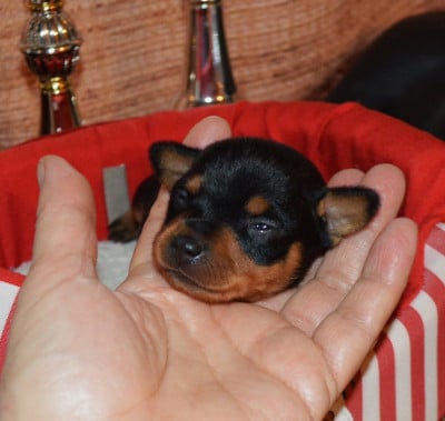 Les chiots de Russkiy Toy (Petit Chien Russe)