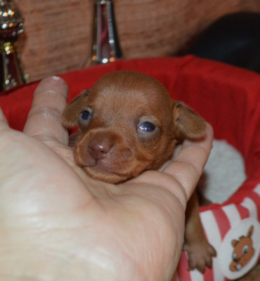 Les chiots de Russkiy Toy (Petit Chien Russe)