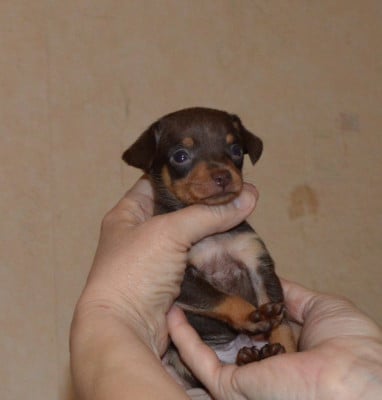 Les chiots de Russkiy Toy (Petit Chien Russe)
