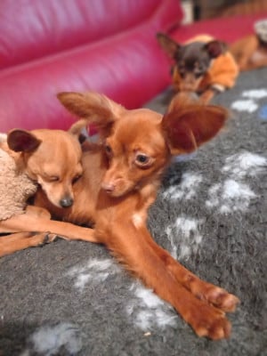 Les chiots de Russkiy Toy (Petit Chien Russe)