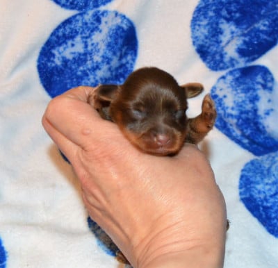 Les chiots de Russkiy Toy (Petit Chien Russe)