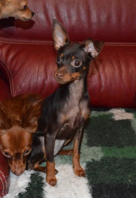 Les chiots de Russkiy Toy (Petit Chien Russe)