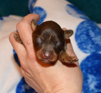 Les chiots de Russkiy Toy (Petit Chien Russe)