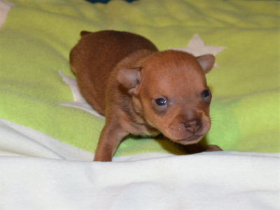 Les chiots de Russkiy Toy (Petit Chien Russe)