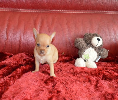 Les chiots de Russkiy Toy (Petit Chien Russe)