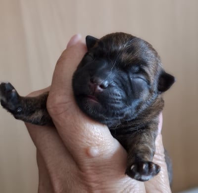 Les chiots de Cairn Terrier