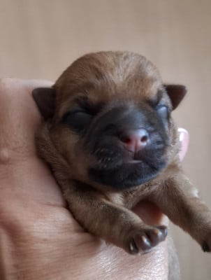 Les chiots de Cairn Terrier