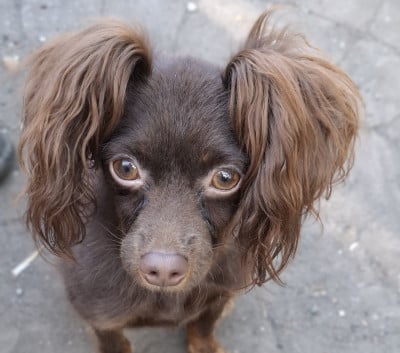 Les chiots de Russkiy Toy (Petit Chien Russe)