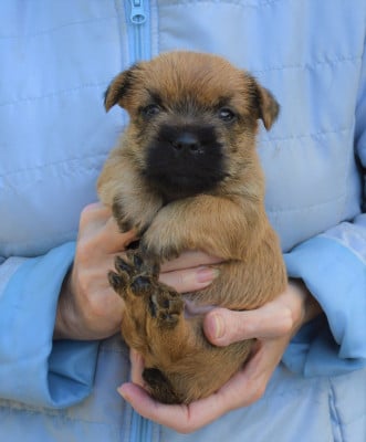 Les chiots de Cairn Terrier