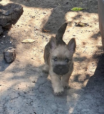 Les chiots de Cairn Terrier