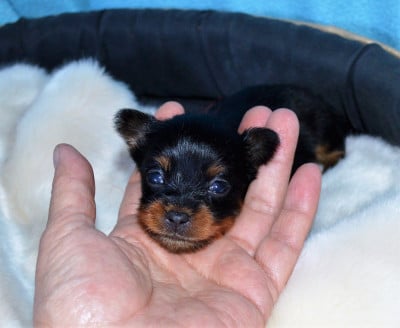 Les chiots de Russkiy Toy (Petit Chien Russe)