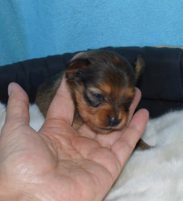 Les chiots de Russkiy Toy (Petit Chien Russe)