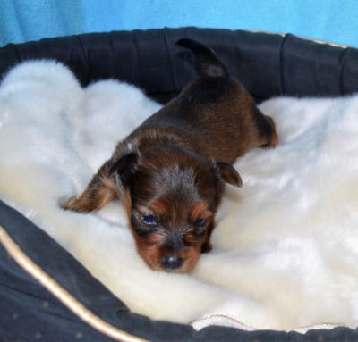 Les chiots de Russkiy Toy (Petit Chien Russe)