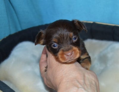 Les chiots de Russkiy Toy (Petit Chien Russe)