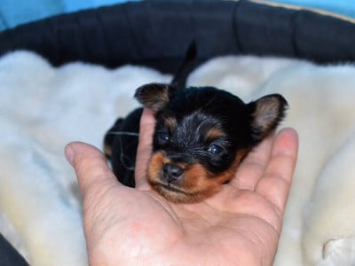 Les chiots de Russkiy Toy (Petit Chien Russe)