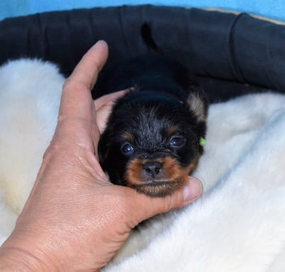 Les chiots de Russkiy Toy (Petit Chien Russe)