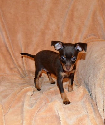 Les chiots de Russkiy Toy (Petit Chien Russe)