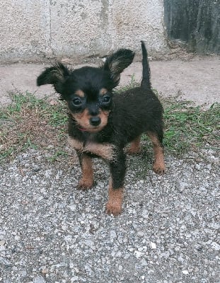 Les chiots de Russkiy Toy (Petit Chien Russe)
