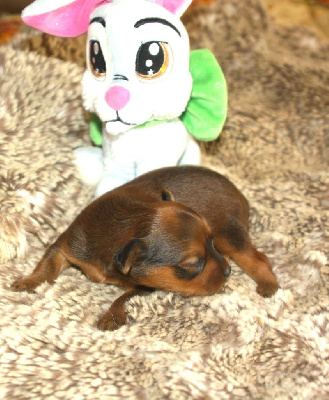 Les chiots de Russkiy Toy (Petit Chien Russe)