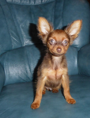 Les chiots de Russkiy Toy (Petit Chien Russe)