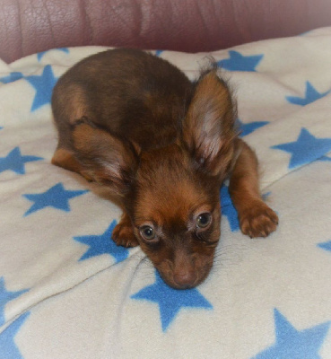 Les chiots de Russkiy Toy (Petit Chien Russe)