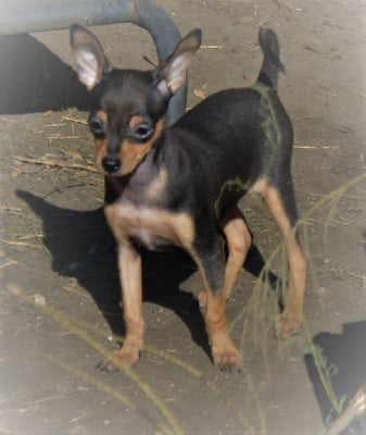 Les chiots de Russkiy Toy (Petit Chien Russe)