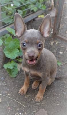 Les chiots de Russkiy Toy (Petit Chien Russe)