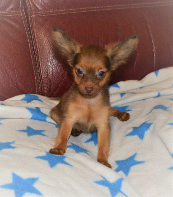 Les chiots de Russkiy Toy (Petit Chien Russe)