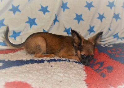 Les chiots de Russkiy Toy (Petit Chien Russe)