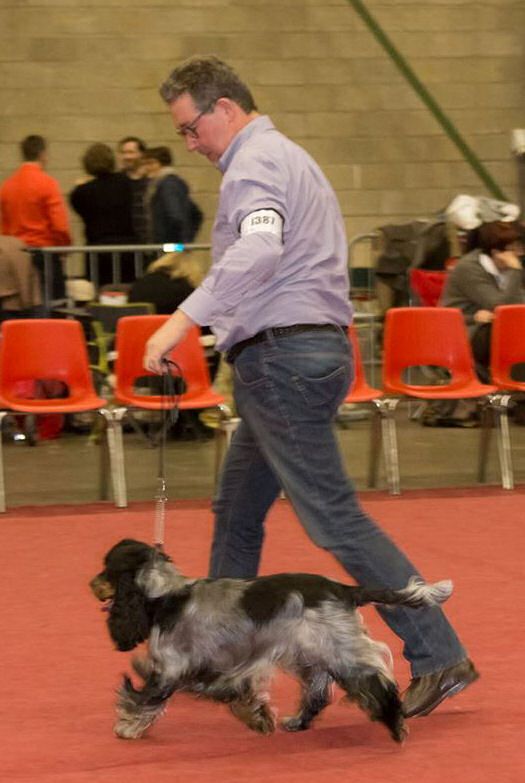 CH. Paco Du Pré Aux Etocs - Classe Jeune - 1er Excellent