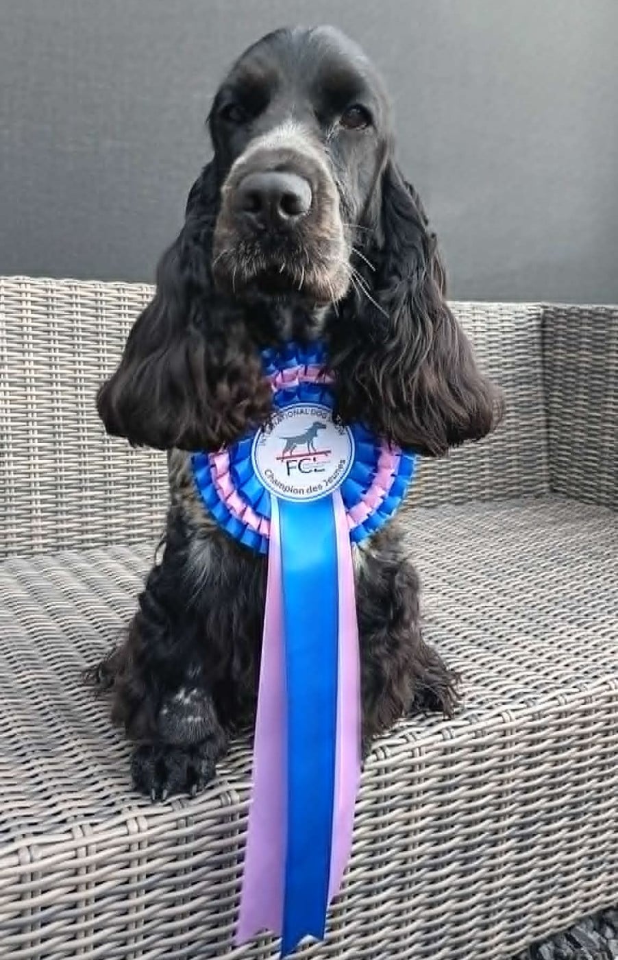 CH. Yvonne Du Pré Aux Etocs - Classe Jeune, Excellent 1/4, CACL-J, CACIB-J, Crufts Qualification, Champion de Luxembourg Jeune