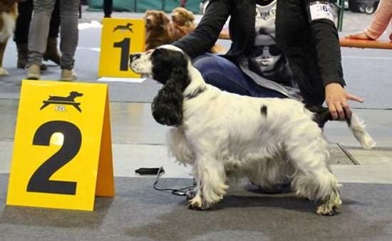 Engie (Sans Affixe) - Classe Vétéran - 2ème Excellent