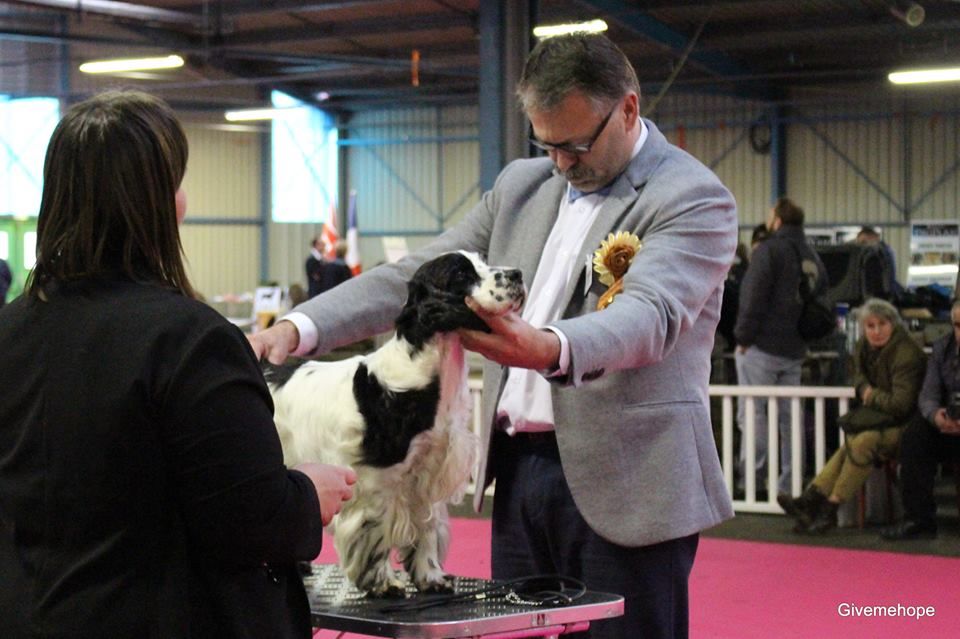 Engie (Sans Affixe) - Classe Vétéran - 1er Excellent, Meilleur Vétéran, BIS 3 Vétéran