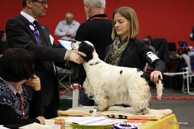 Engie (Sans Affixe) - Classe Vétéran - 1er Excellent