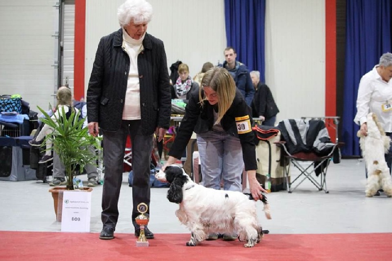 Engie (Sans Affixe) - Classe Vétéran - 1er Excellent, CAC(VDH+Club)vétéran, BOB vétéran, BIS vétéran