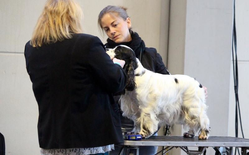 Engie (Sans Affixe) - Classe Vétéran - 1er Excellent, CAC (VDH+Klub)