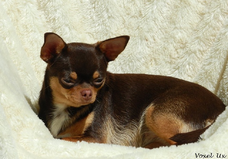 Publication : Voxel Ux Auteur : Mme. Psiarska